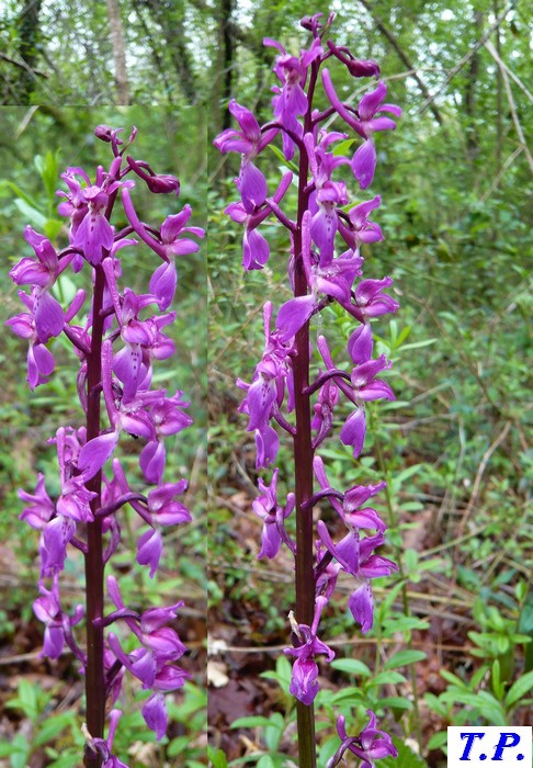 Orchis mascula - Orchis mâle 3